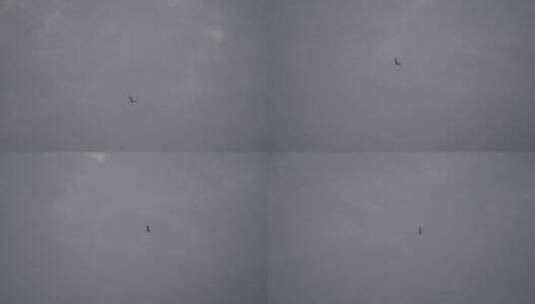 阴天天空飞鸟燕子海鸥白鹭高清在线视频素材下载