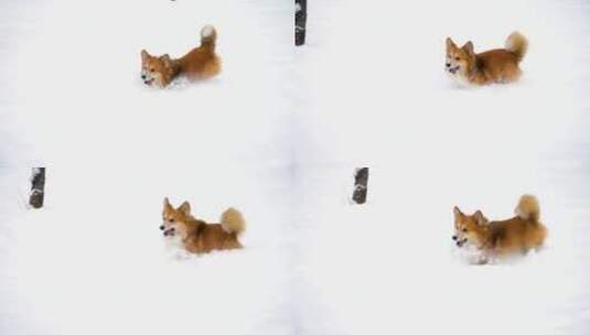 小狗在雪地里奔跑高清在线视频素材下载