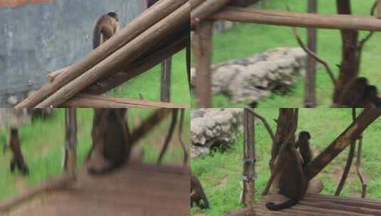 济南野生动物世界，环尾狐猴高清在线视频素材下载