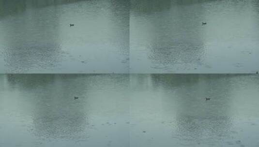 池塘里游泳的野鸭高清在线视频素材下载