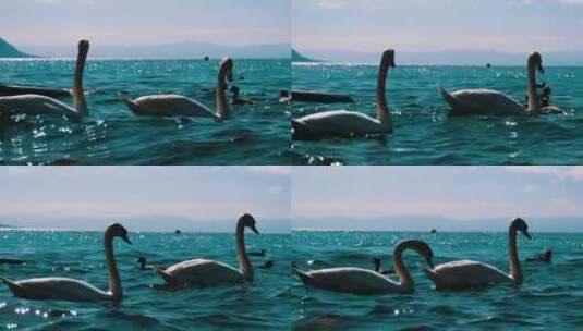 在湖里游泳的白天鹅和鸭子高清在线视频素材下载