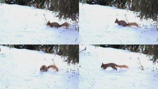 松鼠在雪中探险高清在线视频素材下载