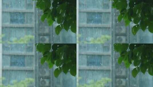 小区下雨，雨中的树叶滴水慢镜头视频素材高清在线视频素材下载
