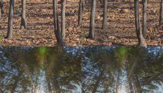 树林 树木 松树 树林光影高清在线视频素材下载