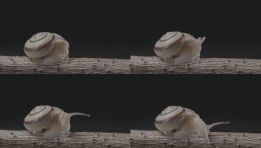 蜗牛从壳中伸出头开始爬行LOG高清在线视频素材下载