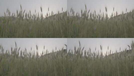 小麦麦穗从左至右摇镜头LOG高清在线视频素材下载