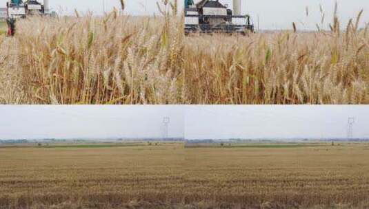 机器收割小麦高清在线视频素材下载
