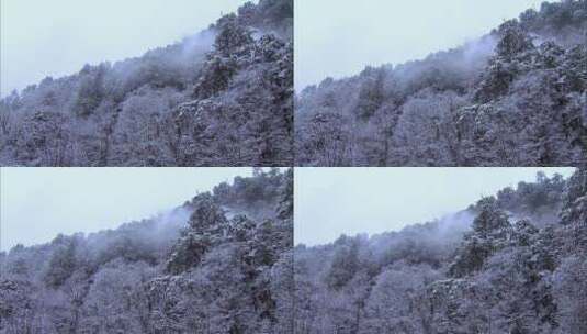 云南香格里拉白马雪山山林高清在线视频素材下载