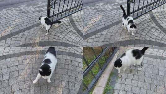 4k街上的猫高清在线视频素材下载
