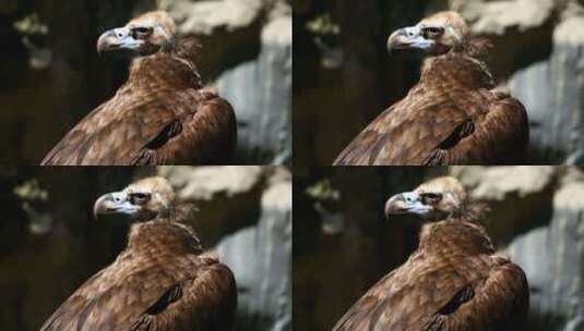 野外的棕色秃鹫高清在线视频素材下载
