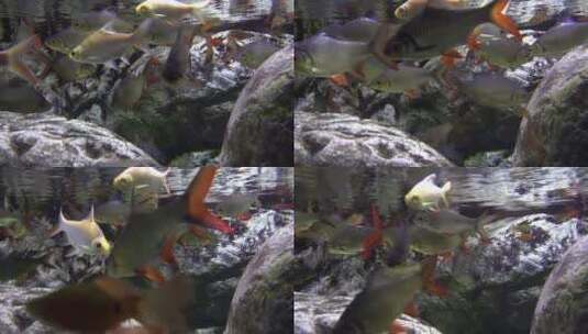 鲤鱼在岩石间游动高清在线视频素材下载