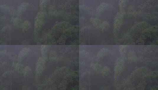 浓雾弥漫的山谷高清在线视频素材下载