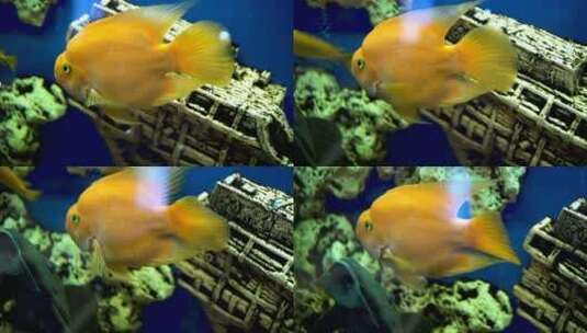 水箱里游泳的金鱼高清在线视频素材下载
