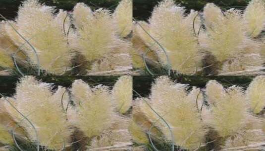 唯美毛毛草植物高清在线视频素材下载