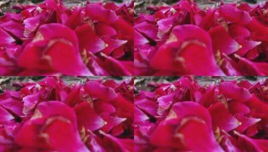 唯美玫瑰花花瓣高清在线视频素材下载