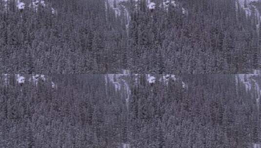 被雪覆盖的松树高清在线视频素材下载