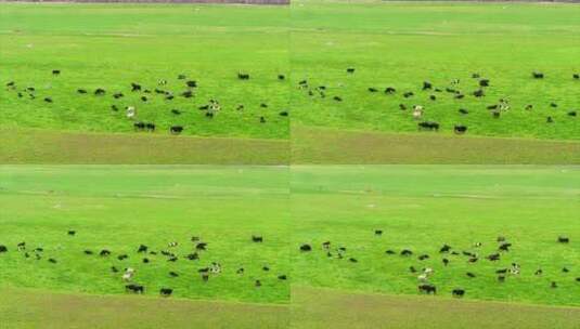 新西兰牧场 草坪 奶牛群 远景 航拍高清在线视频素材下载