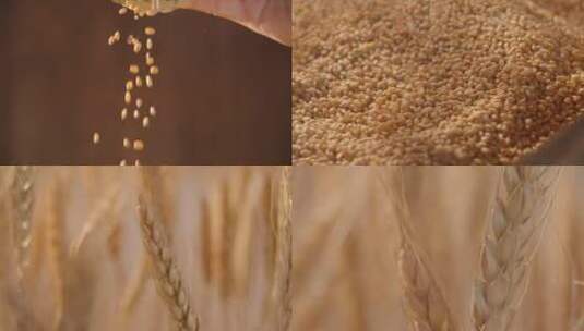 小麦麦穗慢动作-视频素材高清在线视频素材下载
