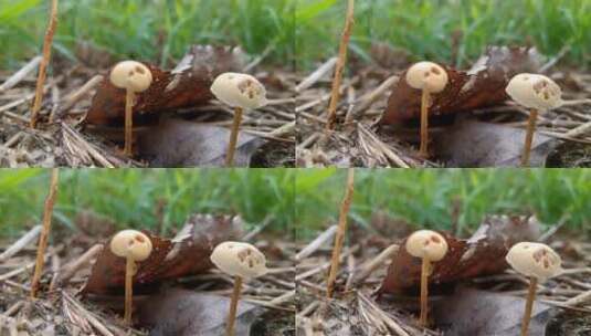 白色小蘑菇高清在线视频素材下载