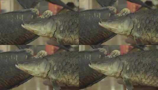 巨骨舌鱼动物鱼类标本高清在线视频素材下载