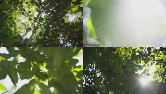 阳光透过树叶实拍4k高清在线视频素材下载