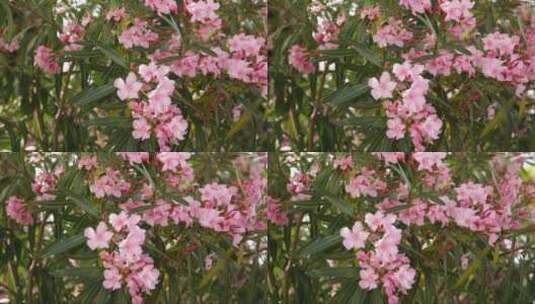 春天花丛中的夹竹桃花高清在线视频素材下载