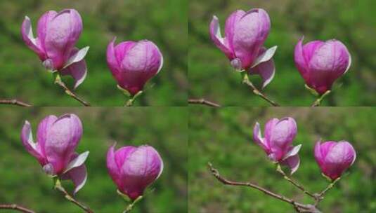 粉红色的木兰花高清在线视频素材下载