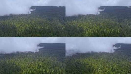 高清航拍四川瓦屋山自然风光唯美森林高清在线视频素材下载