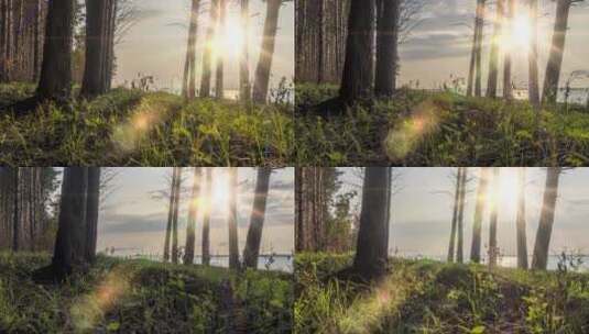 夏季野生森林湖岸树木景观延时摄影高清在线视频素材下载