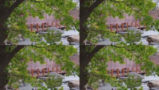秋天在微风中摇曳的枫叶高清在线视频素材下载