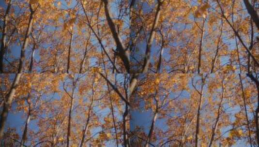 秋季金黄的枫林 高清在线视频素材下载