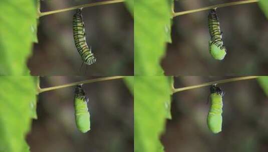 破茧成蝶的绿虫高清在线视频素材下载