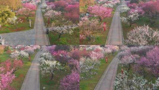 武汉东湖梅园春季风光高清在线视频素材下载