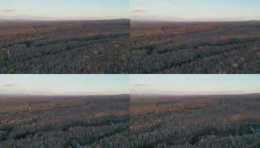 日出中的白桦林高清在线视频素材下载