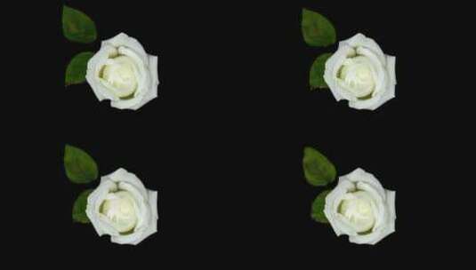 白玫瑰和叶子延时摄影高清在线视频素材下载