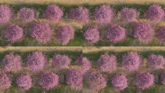 上海辰山植物园赏樱季高清在线视频素材下载