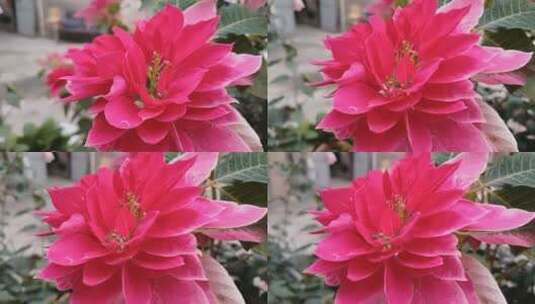 一品红花朵高清在线视频素材下载