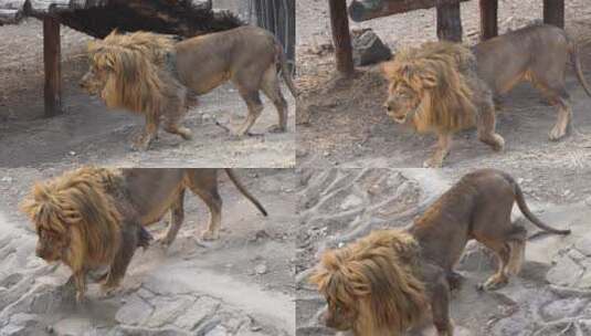 狮子来回走动动物园狮子高清在线视频素材下载