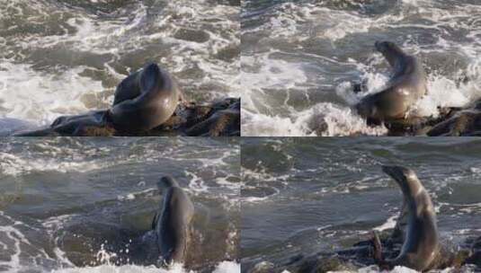 海滩边的海狮高清在线视频素材下载