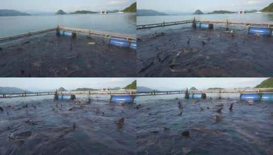 千岛湖淡水鱼网箱生态养殖胖头鱼高清在线视频素材下载