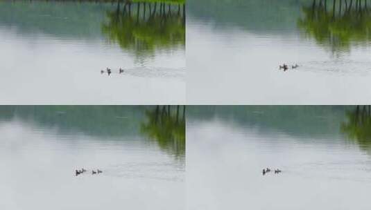 杭州湘湖初夏雨季水鸟空镜高清在线视频素材下载