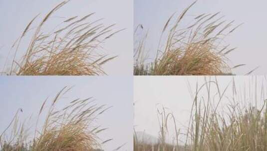 在风中飞舞的芦苇草高清在线视频素材下载
