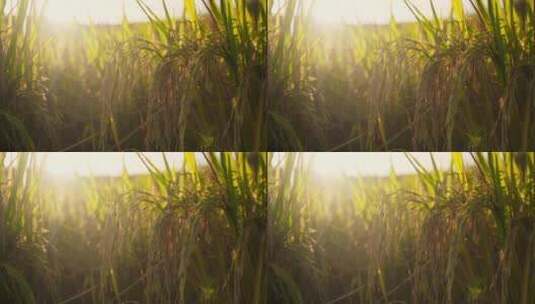 4k秋天暖阳下稻田稻禾丰收收获的画面高清在线视频素材下载