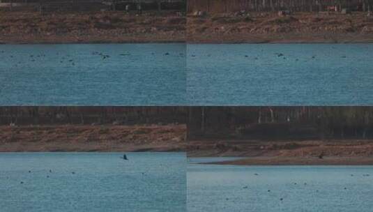 大雁在水面上飞翔摇摄慢动作高清在线视频素材下载