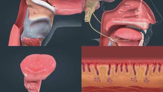 人体 器官 味觉 味蕾 舌乳头 三维动画高清在线视频素材下载
