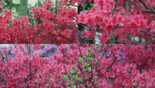 红色映山红杜鹃花红花朵高清在线视频素材下载