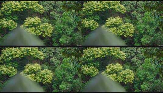 4k原始森林意境空气自然风光高清在线视频素材下载