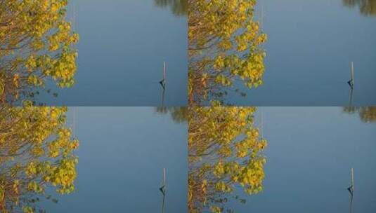 秋天平静的湖面实拍镜头高清在线视频素材下载