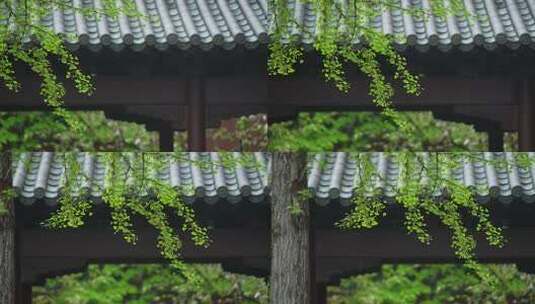 杭州钱王祠春天清明节雨天古建筑自然唯美高清在线视频素材下载