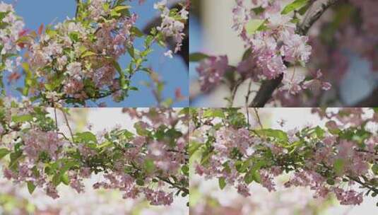 樱花桃花梨花云南花高清在线视频素材下载